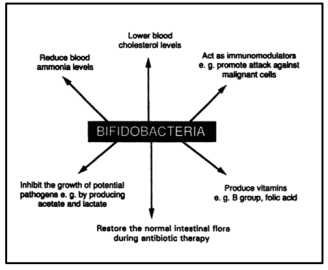 Fig.1 Health benefits associated with bifidobacteria.