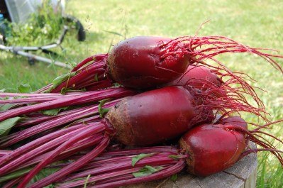 beet-1637437_1920.jpg